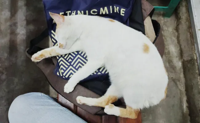 Ademin akan menyayangi AC anda sama seperti kami menyayangi kucing kesayangan kami di kantor
